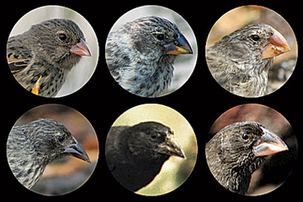 My Study Of Natural Selection Finches Have