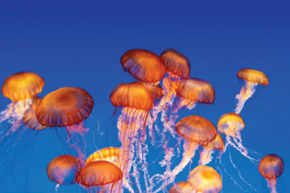 science-jellyfish