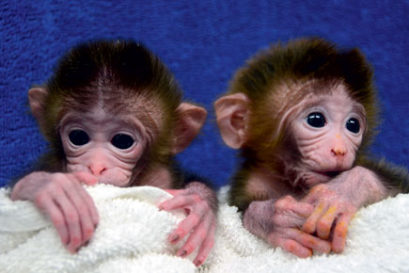 science-monkeys