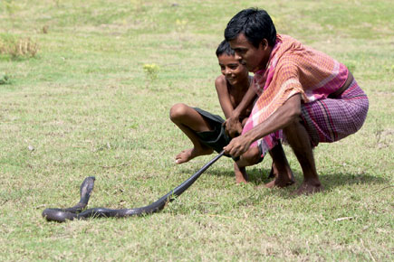 West Bengal And The 'Sting Of A Cobra