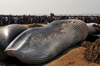 The carcass of a 40-foot whale at Juhu Beach in Mumbai (Photo: DANISH SIDDIQUI/REUTERS)
