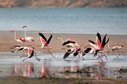 Flamingos arrive in Jawai