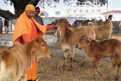 Yogi Adityanath with his favourite cows in Gorakhpur