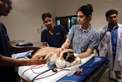 Dr Shabina Qayoom at Renal Vet India, the country’s first and only nephrological hospital, performs haemodialysis on Noddy, an 8-year-old pug