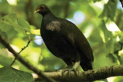 The Melanesian megapode is a dark fowl with a red cap