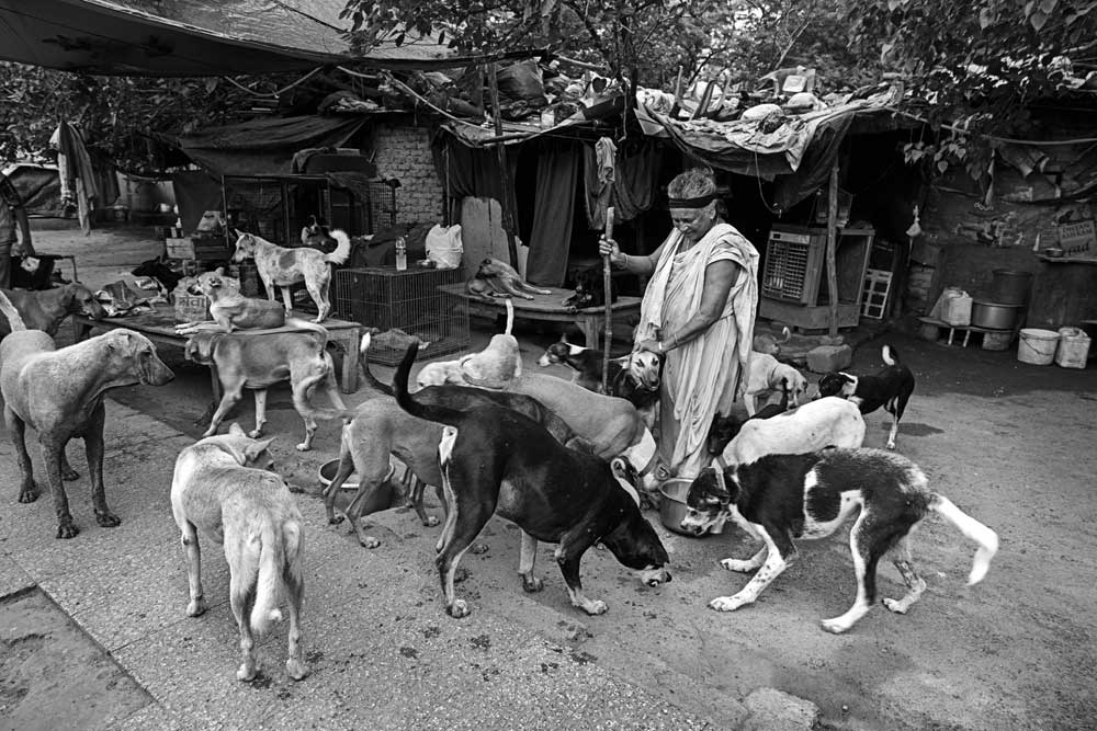 what breed are the stray dogs in india