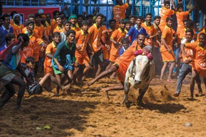 A jallikattu fight in Avaniapuram near Madurai in Tamil Nadu