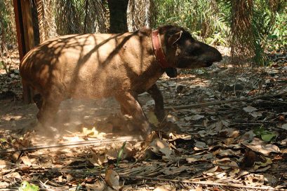 Tailing the Tapir