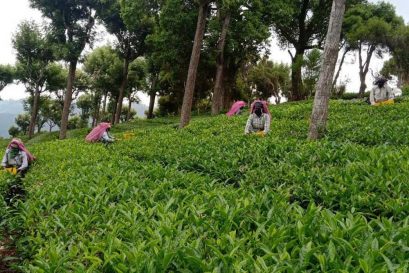 A Second Chance for Darjeeling Tea
