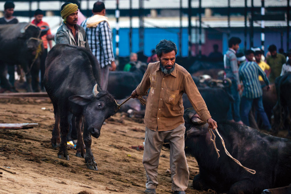 Are Indian Slaughter houses Safe?