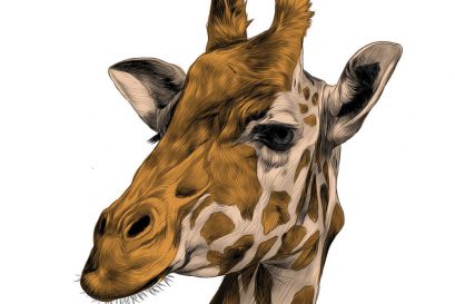 Why Is the Giraffe’s Neck So Long?